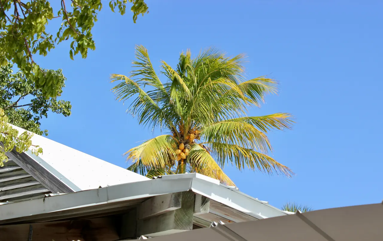 Coconut tree behind a house.